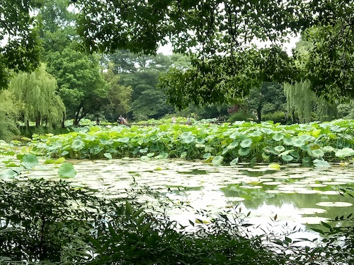 七月九日 无码影片
 走西湖-关注西湖十景垃圾分类问题小分队 曲院风荷实景
