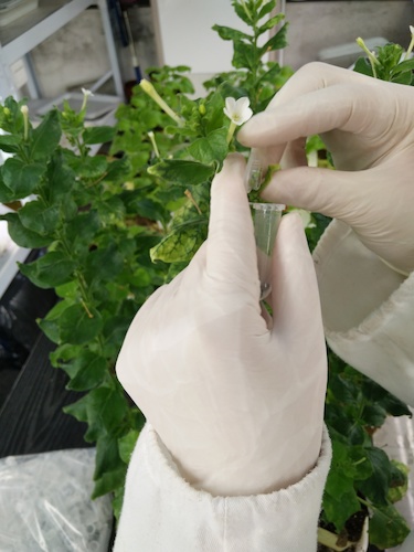 七月二十日 无码影片
国创项目“毅治毒”科研小分队 采样