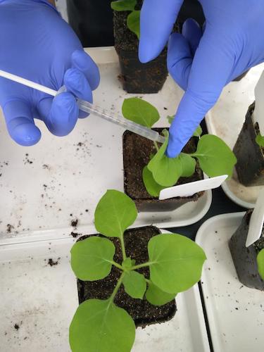 七月二十日 无码影片
国创项目“毅治毒”科研小分队 接种