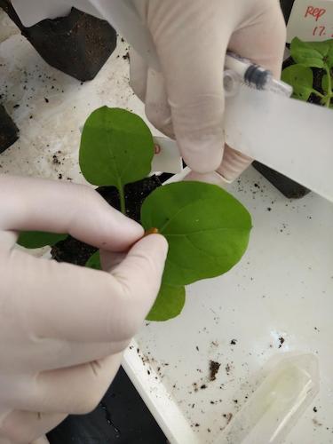 七月二十日 无码影片
国创项目“毅治毒”科研小分队 用针头在叶片上扎小孔