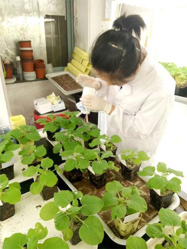 七月二十日 无码影片
国创项目“毅治毒”科研小分队 摩擦接种撒石英砂有助于接种成功