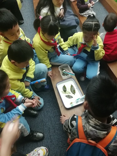 小朋友们观察叶子