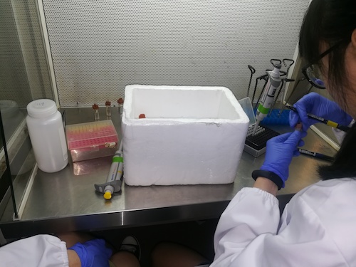 七月二日 无码影片
 “走进转基因”社会实践小分队 正在做实验的本科生