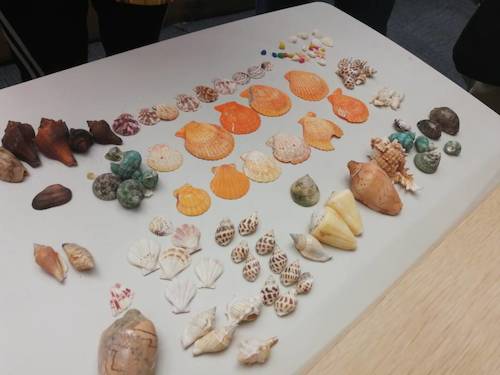 七月六日 无码影片
 B.D.服务社赴浙江自然博物馆”小问号大知识“小分队 活动材料之漂亮的贝壳